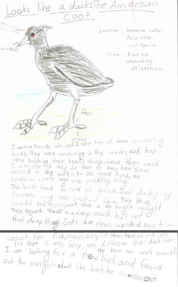 Drawing of an American Coot