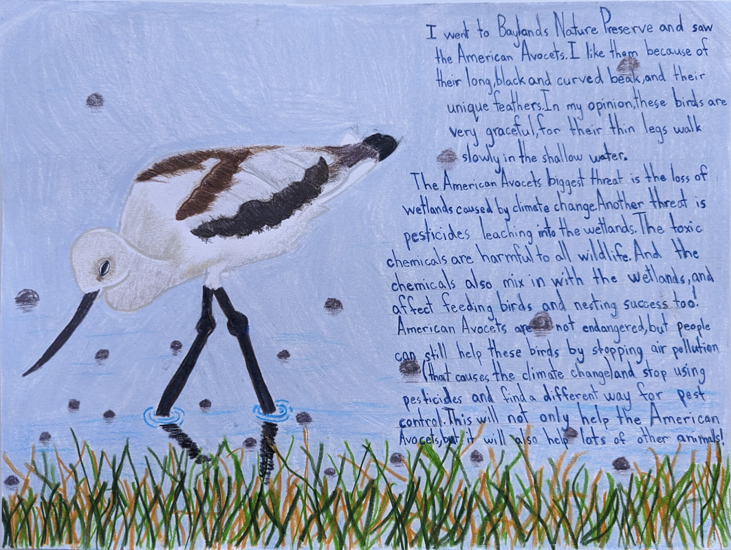 Artwork of an American Avocet