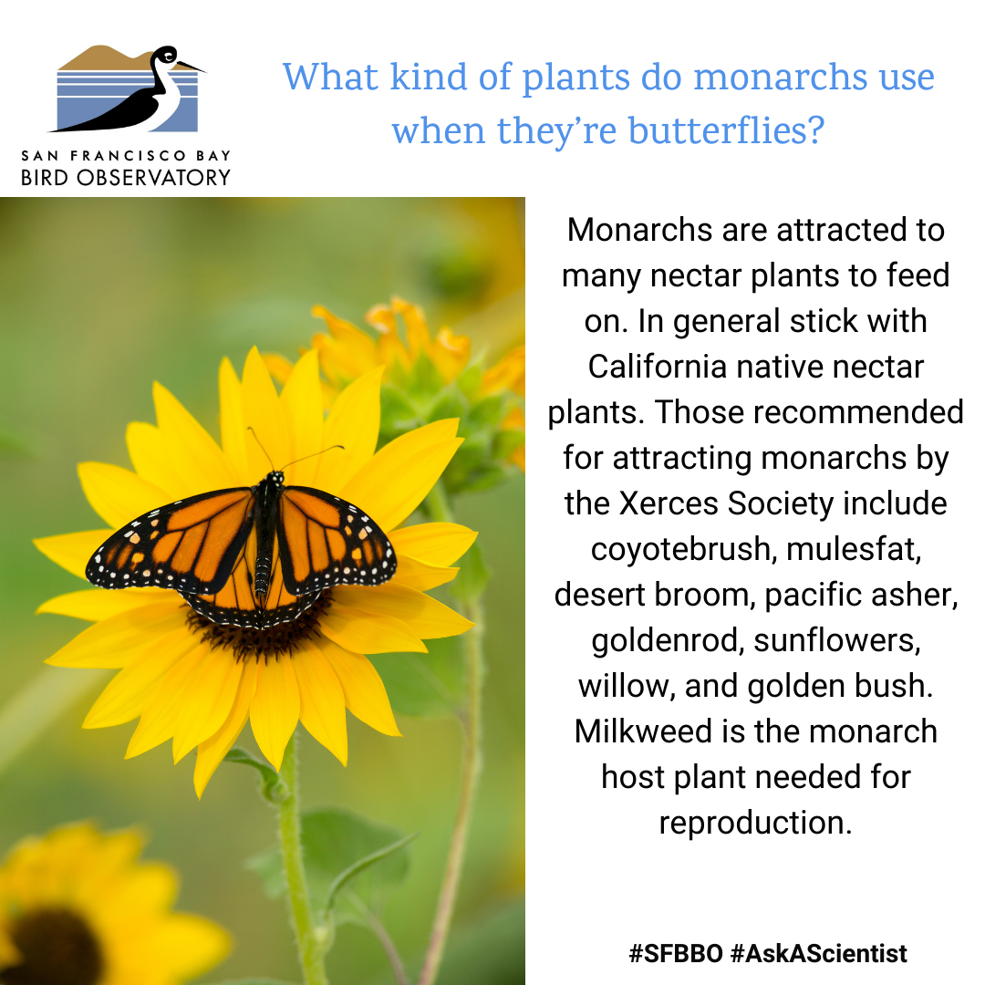 What kind of plants do monarchs use when they’re butterflies? Monarchs are attracted to many nectar plants to feed on. In general stick with California native nectar plants. Those recommended for attracting monarchs by the Xerces society include Coyotebrush, mulesfat, desert broom, pacific asher, goldenrod, sunflowers, willow, and golden bush. Milkweed is the monarch host plant needed for reproduction.