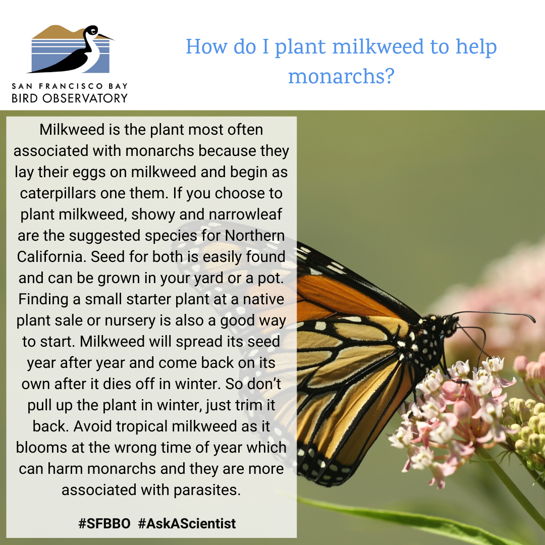 How do I plant milkweed to help monarchs? Milkweed is the plant most often associated with monarchs because they lay their eggs on milkweed and begin as caterpillars one them. If you choose to plant milkweed, showy and narrowleaf are the suggested species for Northern California. Seed for both is easily found and can be grown in your yard or a pot. Finding a small starter plant at a native plant sale or nursery is also a good way to start. Milkweed will spread its seed year after year and come back on its own after it dies off in winter. So don’t pull up the plant in winter, just trim it back. Avoid tropical milkweed as it blooms at the wrong time of year which can harm monarchs and they are more associated with parasites.