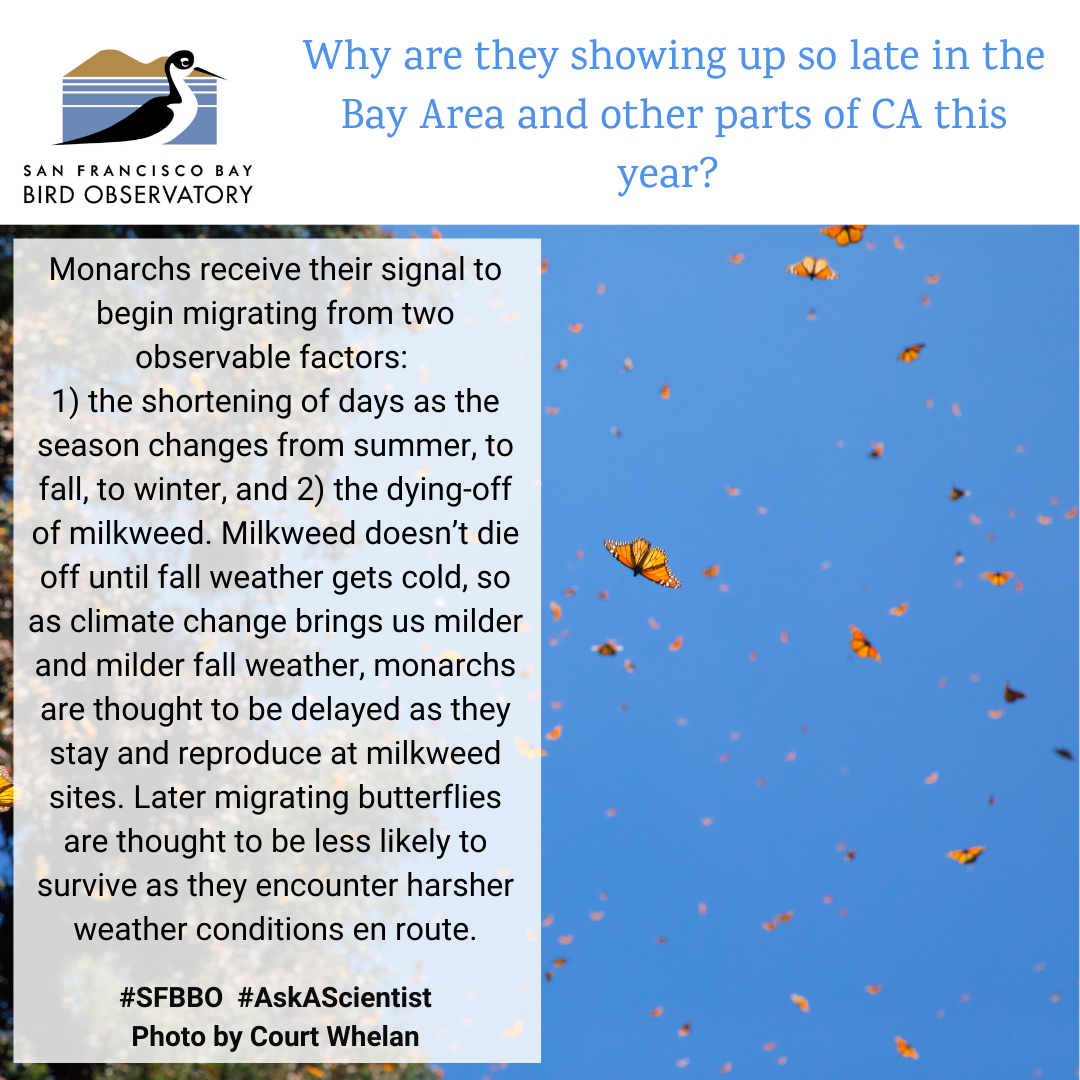 Why are they showing up so late in the Bay Area and other parts of CA this year? Will these late arrivers survive to become butterflies? Monarchs receive their signal to begin migrating from two observable factors: 1) the shortening of days as the season changes from summer, to fall, to winter, and 2) the dying-off of milkweed. Milkweed doesn’t die off until fall weather gets cold, so as climate change brings us milder and milder fall weather, monarchs are thought to be delayed as they stay and reproduce at milkweed sites. Later migrating butterflies are thought to be less likely to survive as they encounter harsher weather conditions en route.