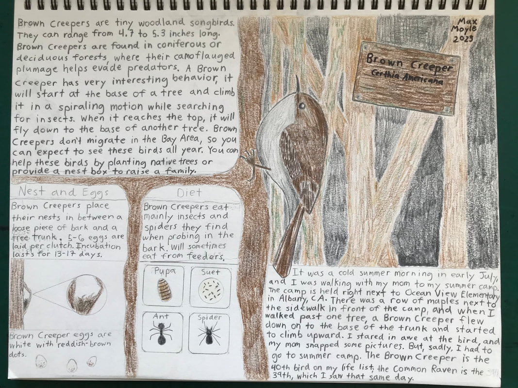Color pencil drawing of a Brown Creeper on the side of a tree, with many written details and facts about the bird