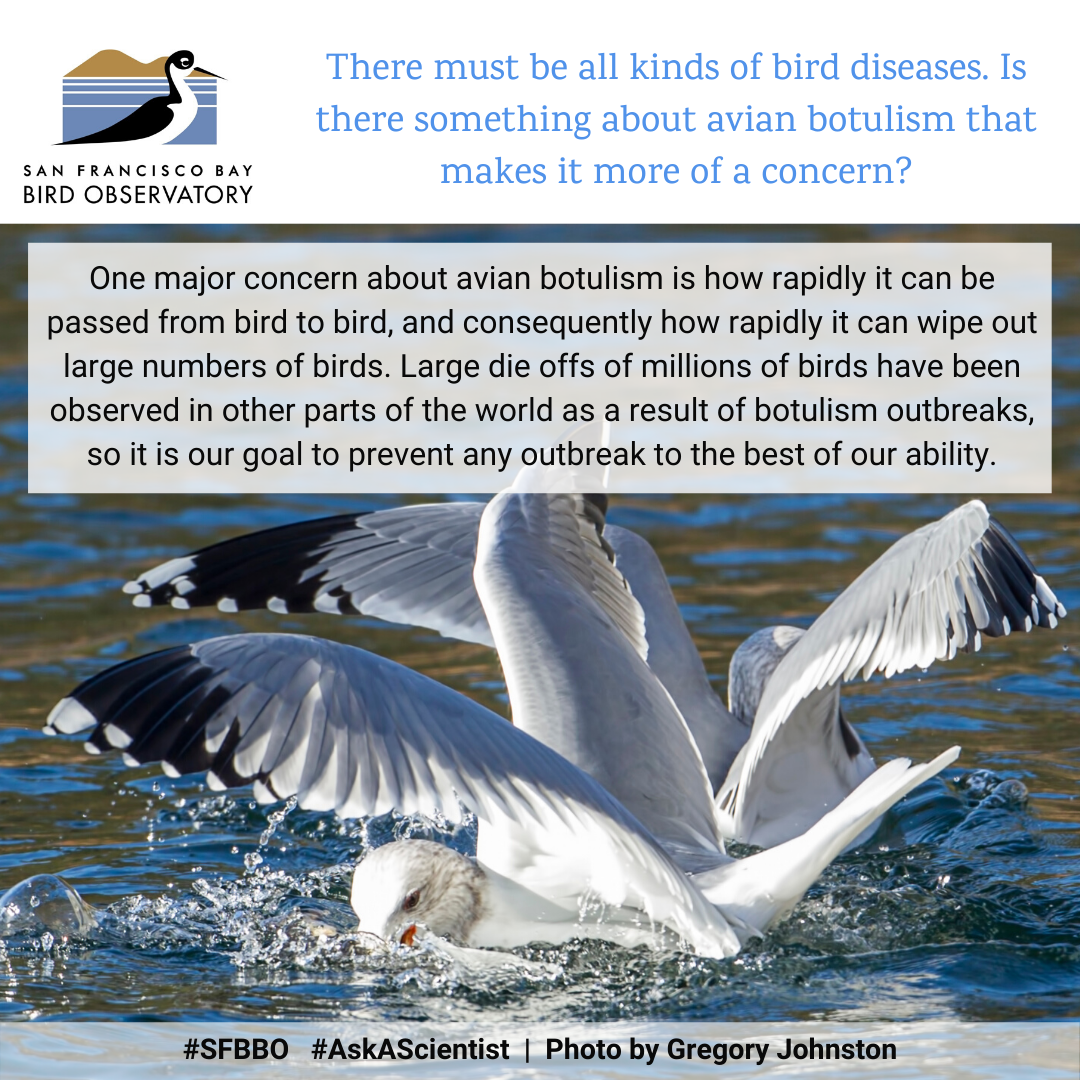 There must be all kinds of bird diseases. Is there something about avian botulism that makes it more of a concern? One major concern about avian botulism is how rapidly it can be passed from bird to bird, and consequently how rapidly it can wipe out large numbers of birds. Large die offs of millions of birds have been observed in other parts of the world as a result of botulism outbreaks, so it is our goal to prevent any outbreak to the best of our ability.