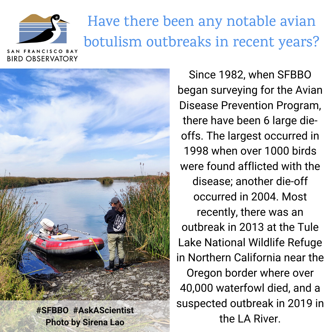 Have there been any notable avian botulism outbreaks in recent years? Since 1982, when SFBBO began surveying for the Avian Disease Prevention Program, there have been 6 large die-offs. The largest occurred in 1998 when over 1000 birds were found afflicted with the disease; another die-off occurred in 2004. Most recently, there was an outbreak in 2013 at the Tule Lake National Wildlife Refuge in Northern California near the Oregon border where over 40,000 waterfowl died, and a suspected outbreak in 2019 in the LA River.