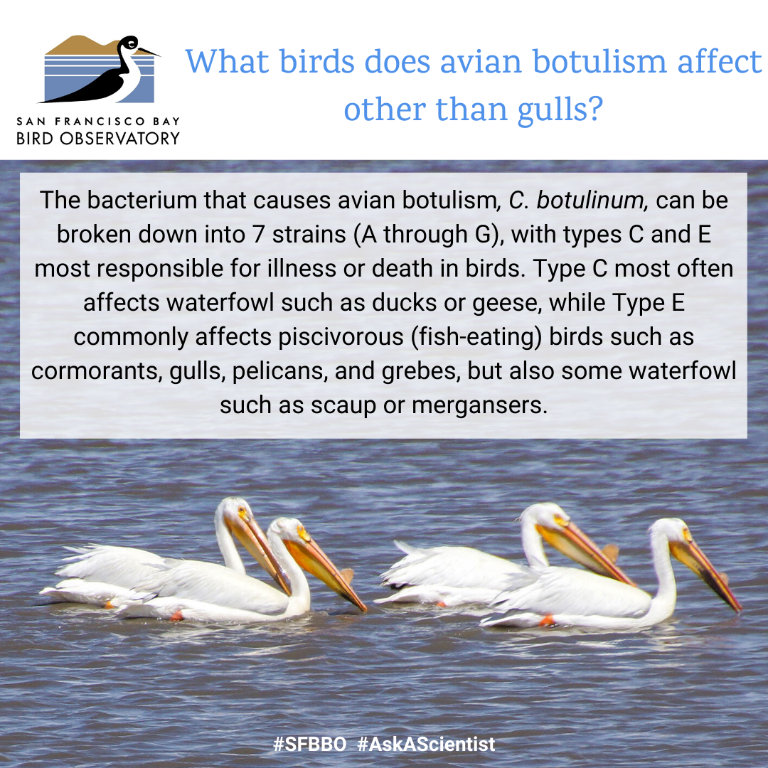 What birds does avian botulism affect other than gulls? The bacterium that causes avian botulism, C. botulinum, can be broken down into 7 strains (A through G), with types C and E most responsible for illness or death in birds. Type C most often affects waterfowl such as ducks or geese, while Type E commonly affects piscivorous (fish-eating) birds such as cormorants, gulls, pelicans, and grebes, but also some waterfowl such as scaup or mergansers.