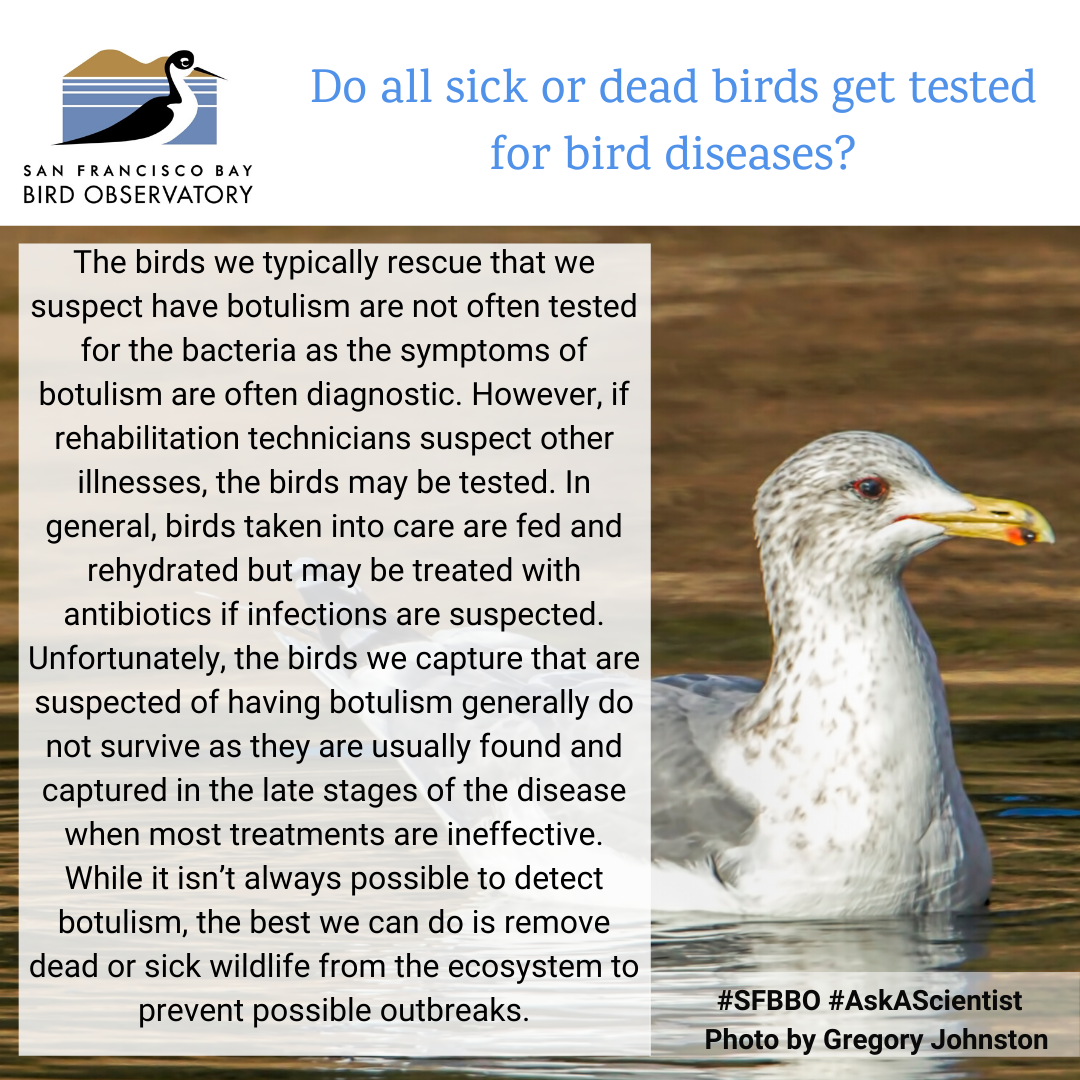 Do all sick or dead birds get tested for bird diseases? The birds we typically rescue that we suspect have botulism are not often tested for the bacteria as the symptoms of botulism are often diagnostic. However, if rehabilitation technicians suspect other illnesses, the birds may be tested. In general, birds taken into care are fed and rehydrated but may be treated with antibiotics if infections are suspected. Unfortunately, the birds we capture that are suspected of having botulism generally do not survive as they are usually found and captured in the late stages of the disease when most treatments are ineffective. While it isn’t always possible to detect botulism, the best we can do is remove dead or sick wildlife from the ecosystem to prevent possible outbreaks.