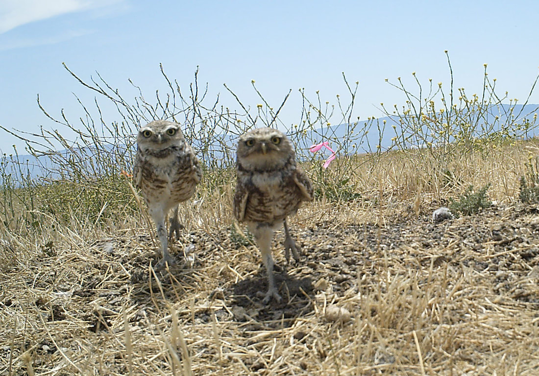 Burrowing Owl Research and Habitat Restoration
