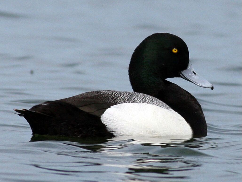 Avian Use of Bay Area Salt Ponds Research