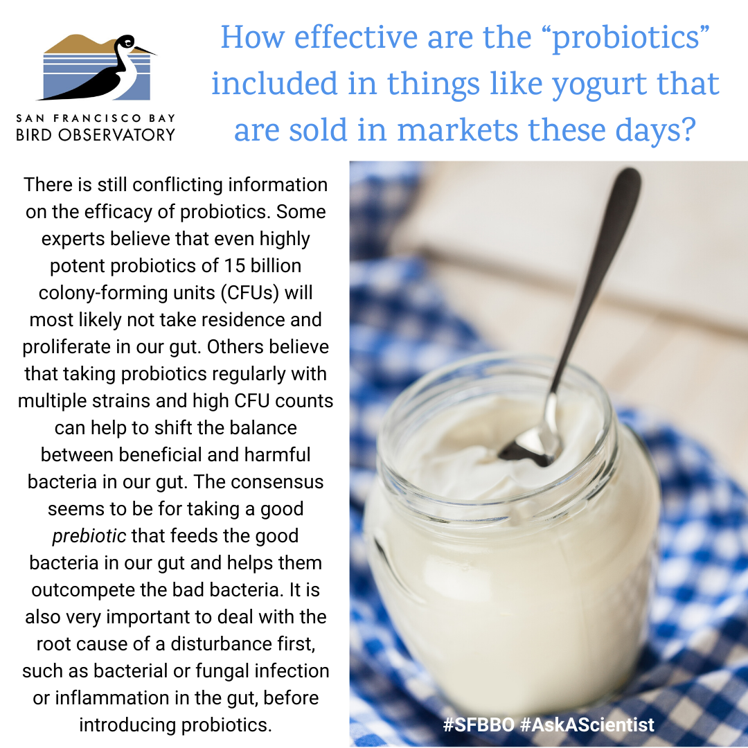How effective are the “probiotics” included in things like yogurt that are sold in markets these days? There is still conflicting information on the efficacy of probiotics. Some experts believe that even highly potent probiotics of 15 billion colony-forming units (CFUs) will most likely not take residence and proliferate in our gut. Others believe that taking probiotics regularly with multiple strains and high CFU counts can help to shift the balance between beneficial and harmful bacteria in our gut. The consensus seems to be for taking a good prebiotic that feeds the good bacteria in our gut and helps them outcompete the bad bacteria. It is also very important to deal with the root cause of a disturbance first, such as bacterial or fungal infection or inflammation in the gut, before introducing probiotics.
