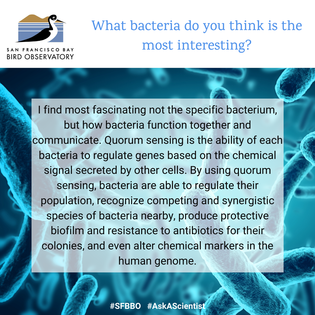What bacteria do you think is the most interesting? I find most fascinating not the specific bacterium, but how bacteria function together and communicate. Quorum sensing is the ability of each bacteria to regulate genes based on the chemical signal secreted by other cells. By using quorum sensing, bacteria are able to regulate their population, recognize competing and synergistic species of bacteria nearby, produce protective biofilm and resistance to antibiotics for their colonies, and even alter chemical markers in the human genome.