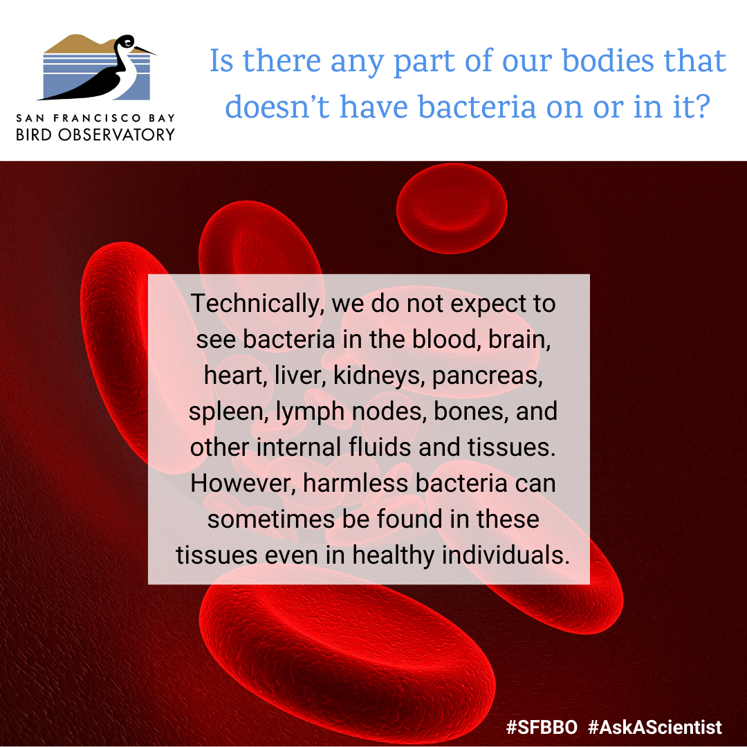 Is there any part of our bodies that doesn’t have bacteria on or in it? Technically, we do not expect to see bacteria in the blood, brain, heart, liver, kidneys, pancreas, spleen, lymph nodes, bones, and other internal fluids and tissues. However, harmless bacteria can sometimes be found in these tissues even in healthy individuals.