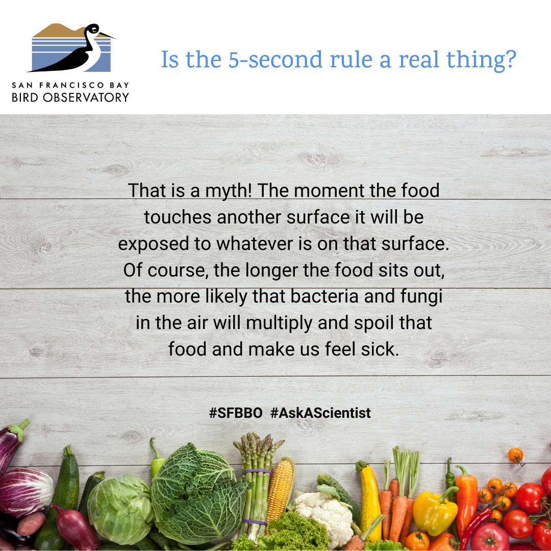 Is the 5-second rule a real thing? That is a myth! The moment the food touches another surface it will be exposed to whatever is on that surface. Of course, the longer the food sits out, the more likely that bacteria and fungi in the air will multiply and spoil that food and make us feel sick.