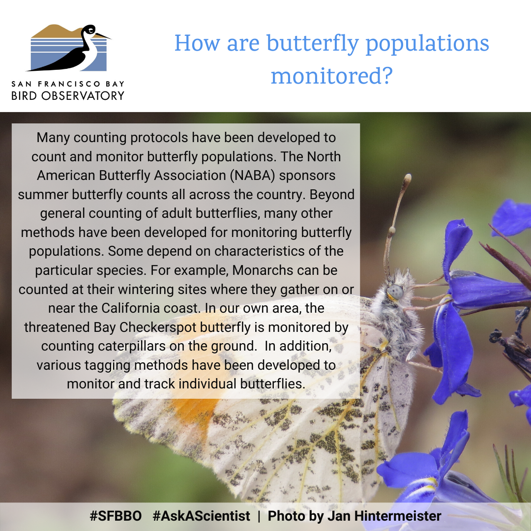 How are butterfly populations monitored? Many counting protocols have been developed to count and monitor butterfly populations. The North American Butterfly Association (NABA) sponsors summer butterfly counts all across the country. Beyond general counting of adult butterflies, many other methods have been developed for monitoring butterfly populations. Some depend on characteristics of the particular species. For example, Monarchs can be counted at their wintering sites where they gather on or near the California coast. In our own area, the threatened Bay Checkerspot butterfly is monitored by counting caterpillars on the ground. In addition, various tagging methods have been developed to monitor and track individual butterflies.