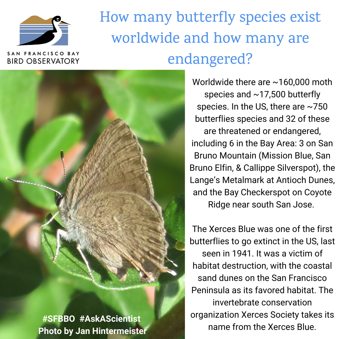 How many butterfly species exist worldwide and how many are endangered? Worldwide there are ~160,000 moth species and ~17,500 butterfly species. In the US, there are ~750 butterflies species and 32 of these are threatened or endangered, including 6 in the Bay Area: 3 on San Bruno Mountain (Mission Blue, San Bruno Elfin, & Callippe Silverspot), the Lange’s Metalmark at Antioch Dunes, and the Bay Checkerspot on Coyote Ridge near south San Jose. The Xerces Blue was one of the first butterflies to go extinct in the US, last seen in 1941. It was a victim of habitat destruction, with the coastal sand dunes on the San Francisco Peninsula as its favored habitat. The invertebrate conservation organization Xerces Society takes its name from the Xerces Blue.