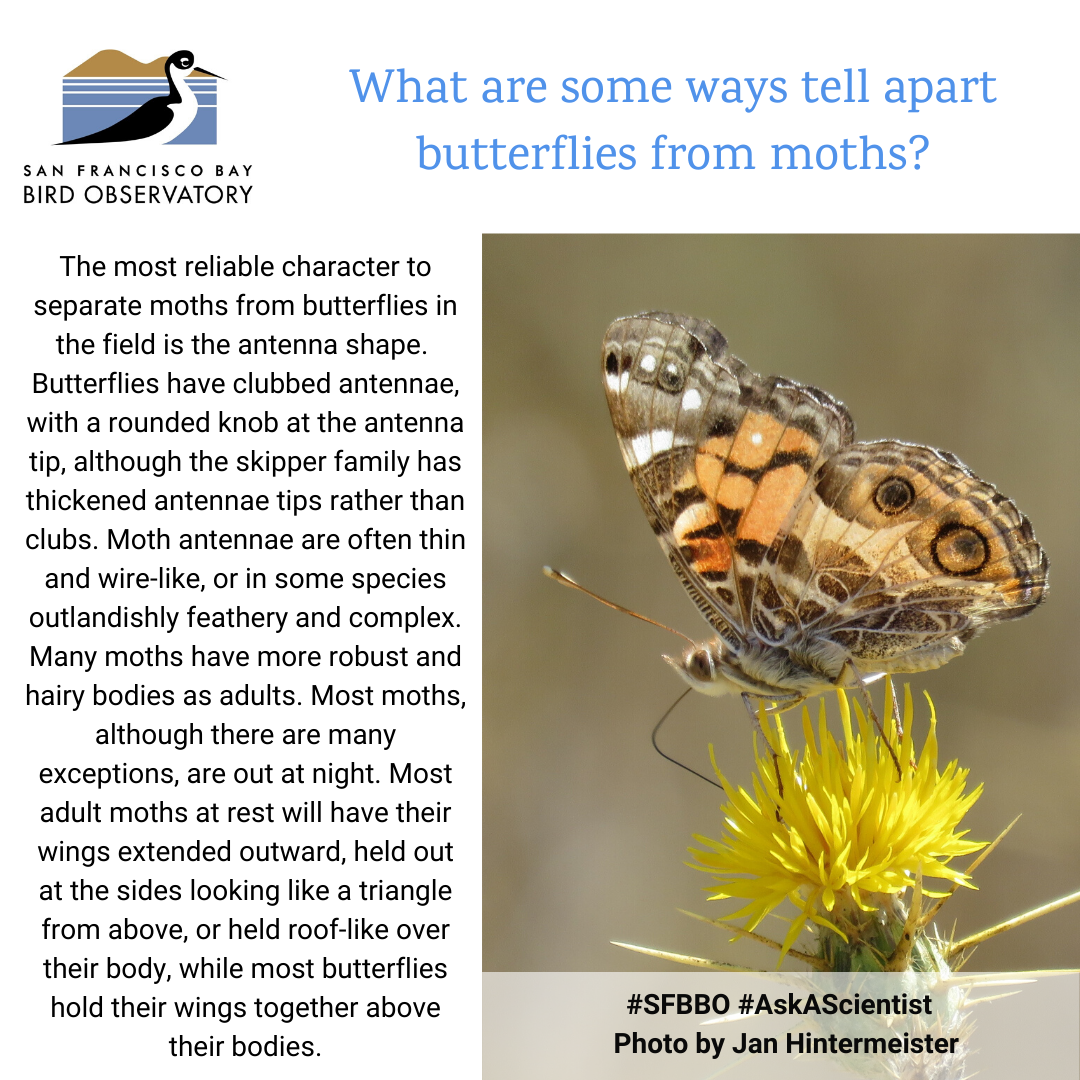 What are some ways tell apart butterflies from moths? The most reliable character to separate moths from butterflies in the field is the antenna shape. Butterflies have clubbed antennae, with a rounded knob at the antenna tip, although the skipper family has thickened antennae tips rather than clubs. Moth antennae are often thin and wire-like, or in some species outlandishly feathery and complex. Many moths have more robust and hairy bodies as adults. Most moths, although there are many exceptions, are out at night. Most adult moths at rest will have their wings extended outward, held out at the sides looking like a triangle from above, or held roof-like over their body, while most butterflies hold their wings together above their bodies.