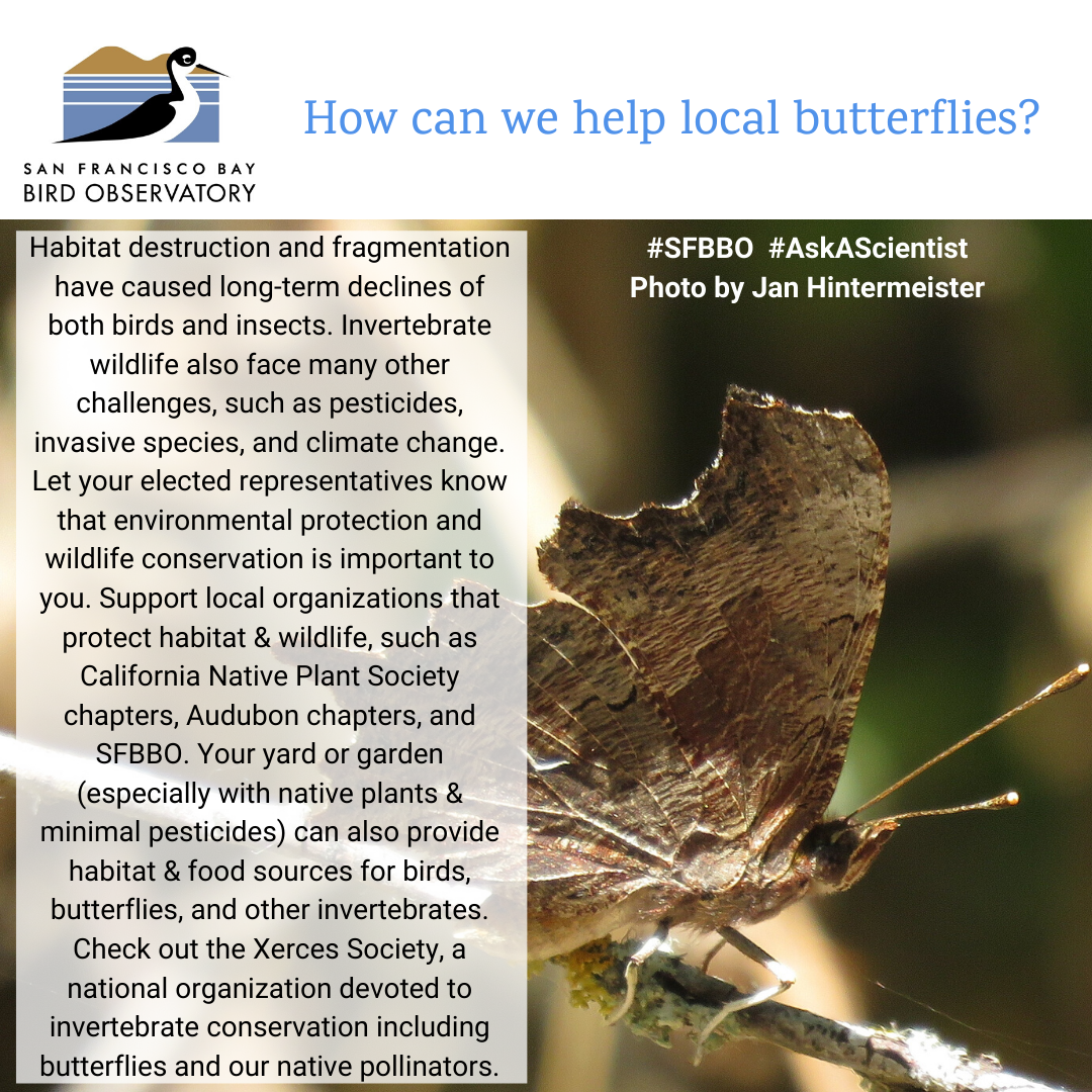 How can we help local butterflies? Habitat destruction and fragmentation have caused long-term declines of both birds and insects. Invertebrate wildlife also face many other challenges, such as pesticides, invasive species, and climate change. Let your elected representatives know that environmental protection and wildlife conservation is important to you. Support local organizations that protect habitat & wildlife, such as California Native Plant Society chapters, Audubon chapters, and SFBBO. Your yard or garden (especially with native plants & minimal pesticides) can also provide habitat & food sources for birds, butterflies, and other invertebrates. Check out the Xerces Society, a national organization devoted to invertebrate conservation including butterflies and our native pollinators.