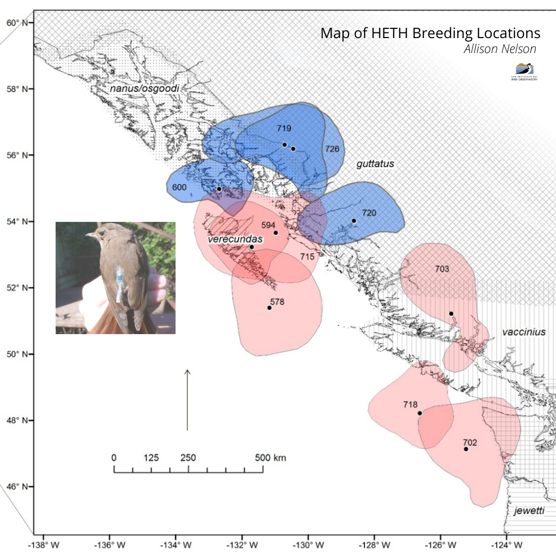 Map of Hermit Thrush Breeding Locations
