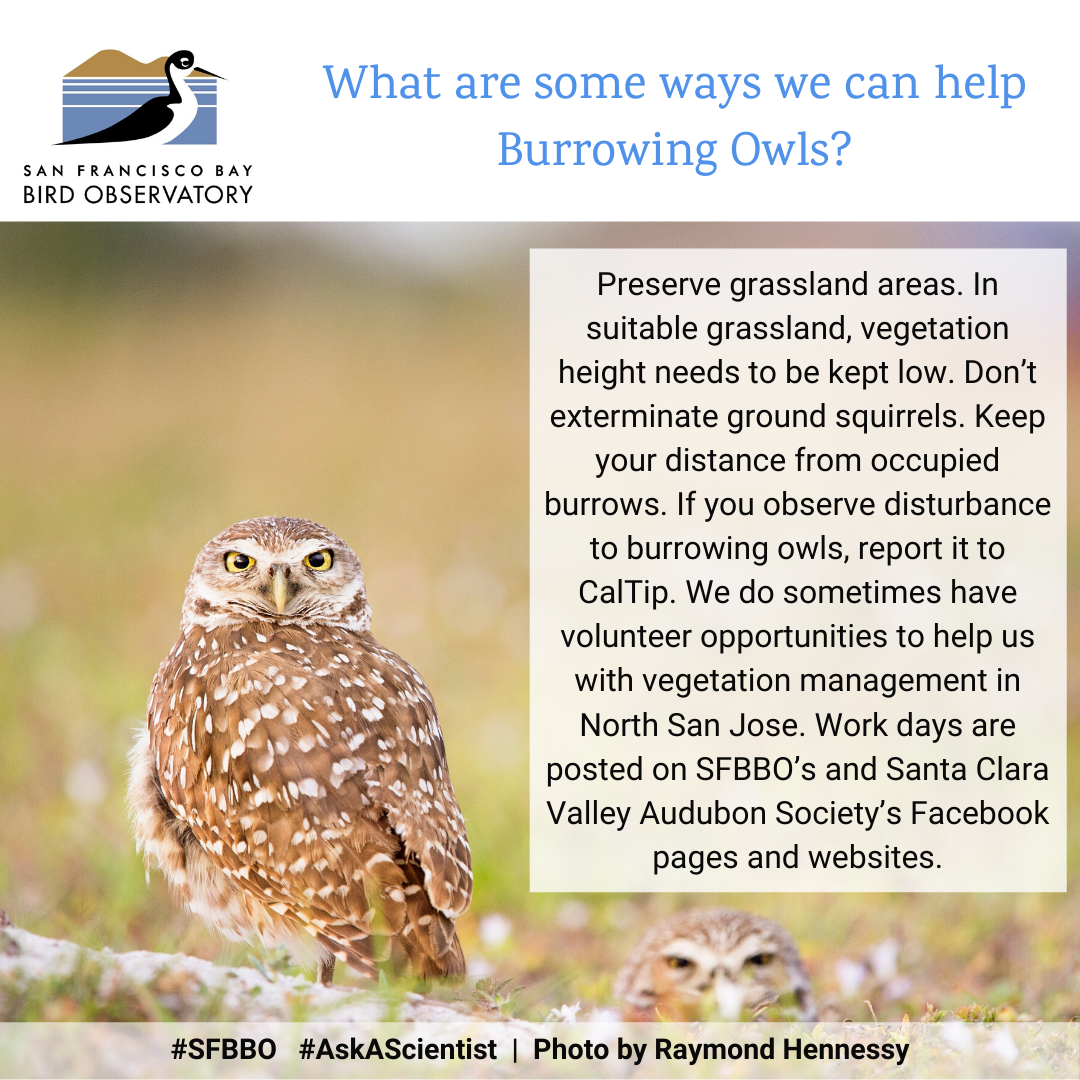What are some ways we can help Burrowing Owls? Preserve grassland areas. In suitable grassland, vegetation height needs to be kept low. Don’t exterminate ground squirrels. Keep your distance from occupied burrows. If you observe disturbance to burrowing owls, report it to CalTip. We do sometimes have volunteer opportunities to help us with vegetation management in North San Jose. Work days are posted on SFBBO’s and Santa Clara Valley Audubon Society’s Facebook pages and websites.