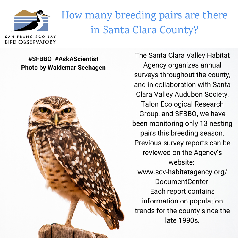 How many breeding pairs are there in Santa Clara County? The Santa Clara Valley Habitat Agency organizes annual surveys throughout the county, and in collaboration with Santa Clara Valley Audubon Society, Talon Ecological Research Group, and SFBBO, we have been monitoring only 13 nesting pairs this breeding season. Previous survey reports can be reviewed on the Agency’s website: www.scv-habitatagency.org/ DocumentCenter Each report contains information on population trends for the county since the late 1990s.
