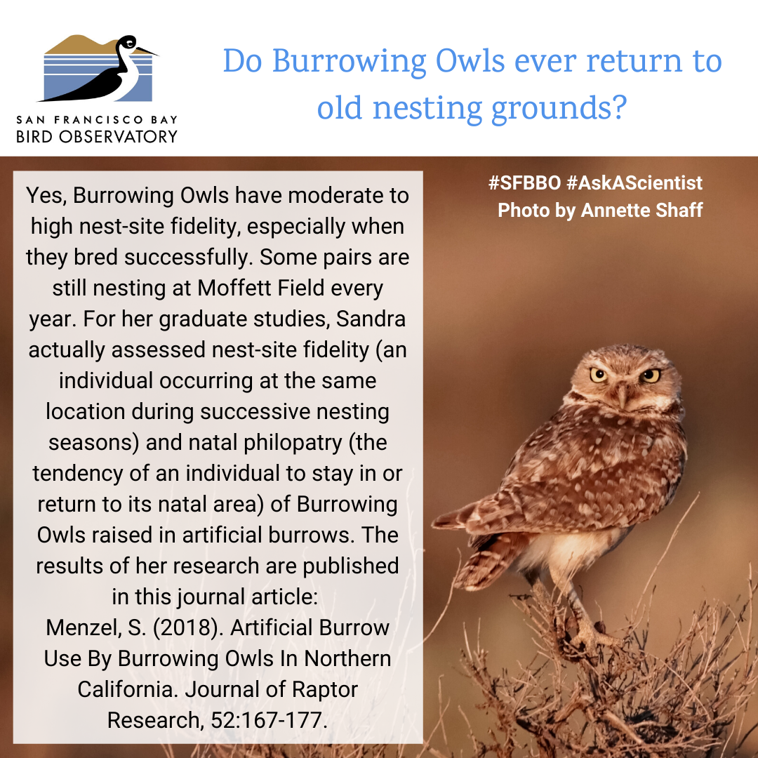 Do Burrowing Owls ever return to old nesting grounds? Yes, Burrowing Owls have moderate to high nest-site fidelity, especially when they bred successfully. Some pairs are still nesting at Moffett Field every year. For her graduate studies, Sandra actually assessed nest-site fidelity (an individual occurring at the same location during successive nesting seasons) and natal philopatry (the tendency of an individual to stay in or return to its natal area) of Burrowing Owls raised in artificial burrows. The results of her research are published in this journal article: Menzel, S. (2018). Artificial Burrow Use By Burrowing Owls In Northern California. Journal of Raptor Research, 52:167-177.