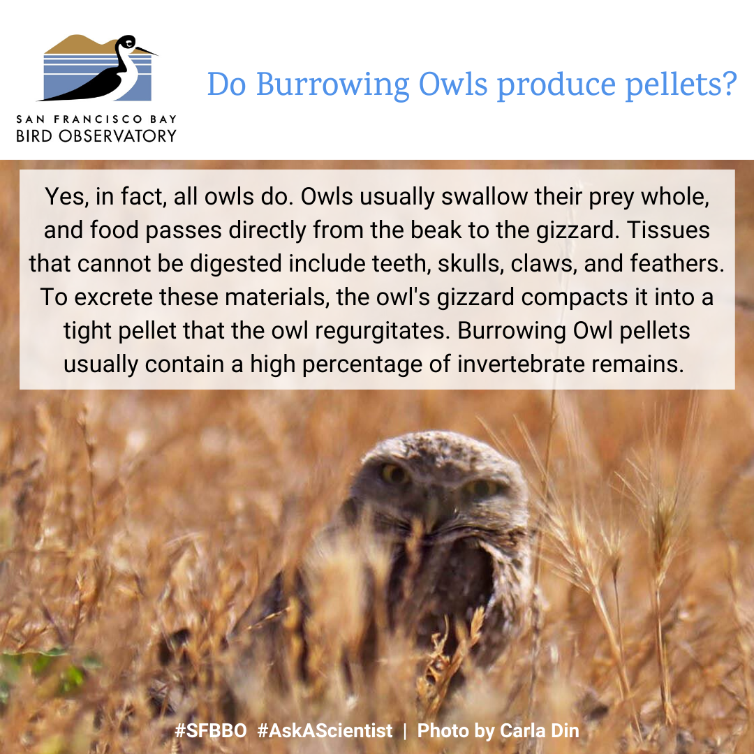 Do Burrowing Owls produce pellets? Yes, in fact, all owls do. Owls usually swallow their prey whole, and food passes directly from the beak to the gizzard. Tissues that cannot be digested include teeth, skulls, claws, and feathers. To excrete these materials, the owl's gizzard compacts it into a tight pellet that the owl regurgitates. Burrowing Owl pellets usually contain a high percentage of invertebrate remains.