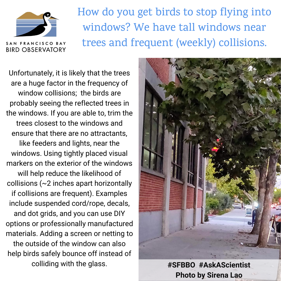 How do you get birds to stop flying into windows? We have tall windows near trees and frequent (weekly) collisions. Unfortunately, it is likely that the trees are a huge factor in the frequency of window collisions; the birds are probably seeing the reflected trees in the windows. If you are able to, trim the trees closest to the windows and ensure that there are no attractants, like feeders and lights, near the windows. Using tightly placed visual markers on the exterior of the windows will help reduce the likelihood of collisions (~2 inches apart horizontally if collisions are frequent). Examples include suspended cord/rope, decals, and dot grids, and you can use DIY options or professionally manufactured materials. Adding a screen or netting to the outside of the window can also help birds safely bounce off instead of colliding with the glass.
