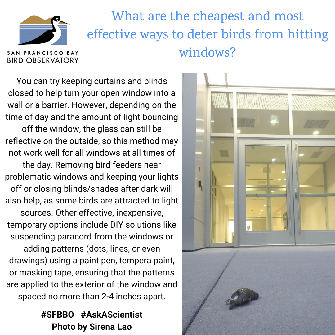 What are the cheapest and most effective ways to deter birds from hitting windows? You can try keeping curtains and blinds closed to help turn your open window into a wall or a barrier. However, depending on the time of day and the amount of light bouncing off the window, the glass can still be reflective on the outside, so this method may not work well for all windows at all times of the day. Removing bird feeders near problematic windows and keeping your lights off or closing blinds/shades after dark will also help, as some birds are attracted to light sources. Other effective, inexpensive, temporary options include DIY solutions like suspending paracord from the windows or adding patterns (dots, lines, or even drawings) using a paint pen, tempera paint, or masking tape, ensuring that the patterns are applied to the exterior of the window and spaced no more than 2-4 inches apart.