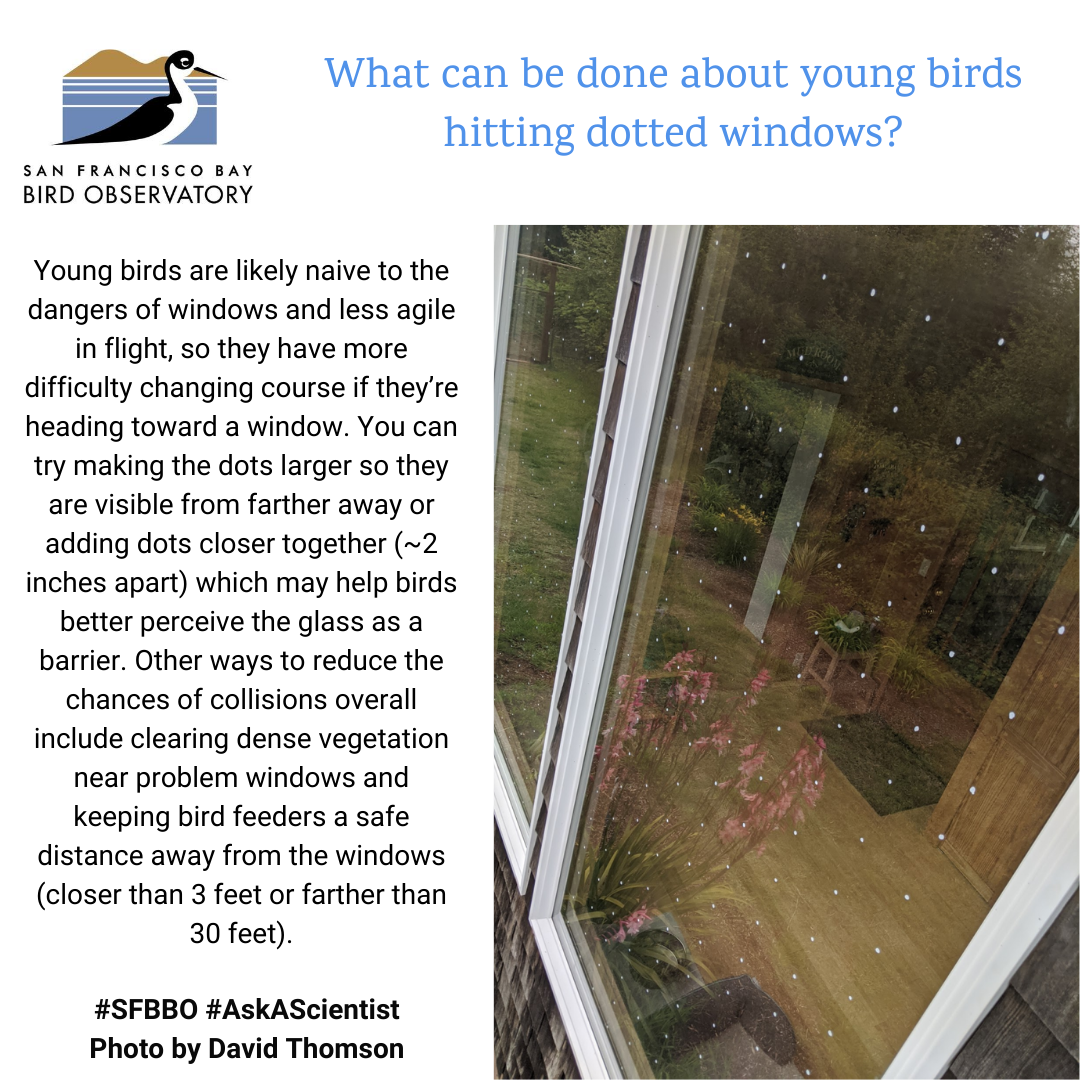 What can be done about young birds hitting dotted windows? Young birds are likely naive to the dangers of windows and less agile in flight, so they have more difficulty changing course if they’re heading toward a window. You can try making the dots larger so they are visible from farther away or adding dots closer together (~2 inches apart) which may help birds better perceive the glass as a barrier. Other ways to reduce the chances of collisions overall include clearing dense vegetation near problem windows and keeping bird feeders a safe distance away from the windows (closer than 3 feet or farther than 30 feet).