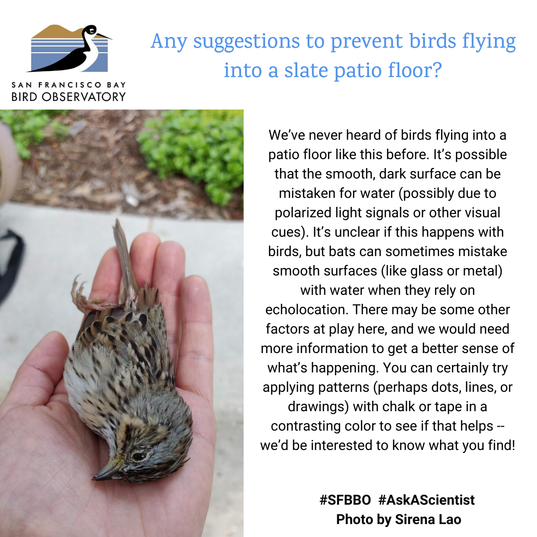 Any suggestions to prevent birds flying into a slate patio floor? We’ve never heard of birds flying into a patio floor like this before. It’s possible that the smooth, dark surface can be mistaken for water (possibly due to polarized light signals or other visual cues). It’s unclear if this happens with birds, but bats can sometimes mistake smooth surfaces (like glass or metal) with water when they rely on echolocation. There may be some other factors at play here, and we would need more information to get a better sense of what’s happening. You can certainly try applying patterns (perhaps dots, lines, or drawings) with chalk or tape in a contrasting color to see if that helps -- we’d be interested to know what you find!