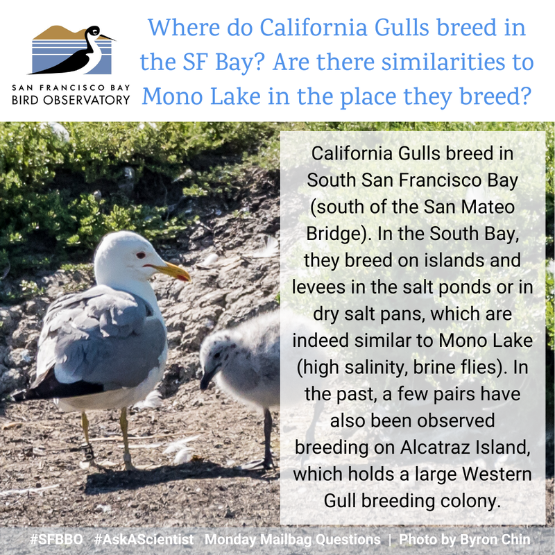 Where do California Gulls breed in the SF Bay? Are there similarities to Mono Lake in the place they breed? California Gulls breed in South San Francisco Bay (south of the San Mateo Bridge). In the South Bay, they breed on islands and levees in the salt ponds or in dry salt pans, yes similar to Mono Lake (high salinity, brine flies). In the past, a few pairs have also been observed breeding on Alcatraz Island, which holds a large Western Gull breeding colony.