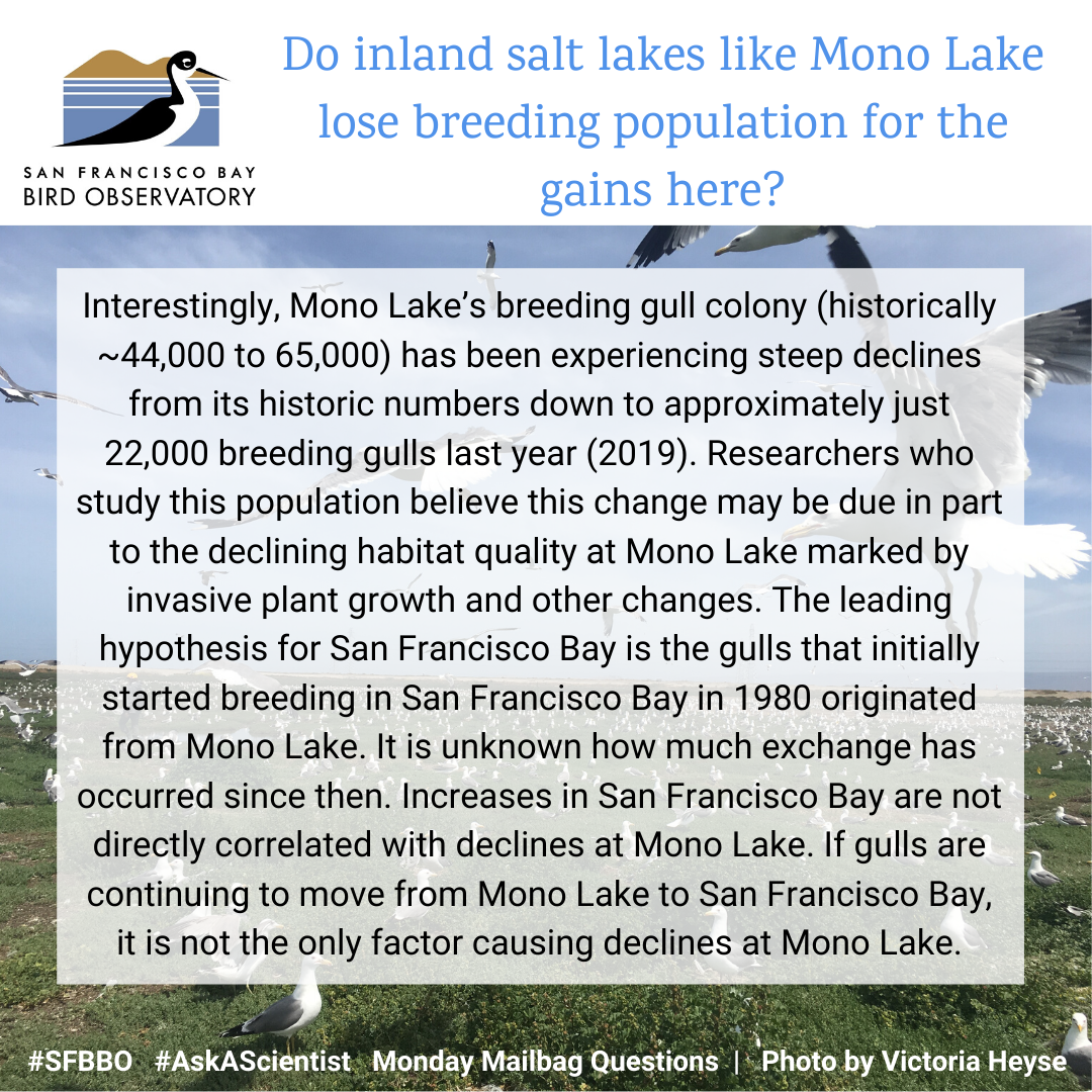 Do inland salt lakes like Mono Lake lose breeding population for the gains here? Great question. Interestingly, Mono Lake’s breeding gull colony (historically around 44,000 to 65,000) has been experiencing steep declines from its historic numbers down to approximately just 22,000 breeding gulls last year (2019). Researchers who study this population believe that this change may be due in part to the declining habitat quality at Mono Lake marked by invasive plant growth and other changes. The leading hypothesis for San Francisco Bay is that the gulls who initially started breeding in San Francisco Bay in 1980 originated from Mono Lake. It is unknown how much exchange has occurred since then. Increases in San Francisco Bay are not directly correlated with declines at Mono Lake. If gulls are continuing to move from Mono Lake to San Francisco Bay, it is not the only factor that is causing the declines at Mono Lake.