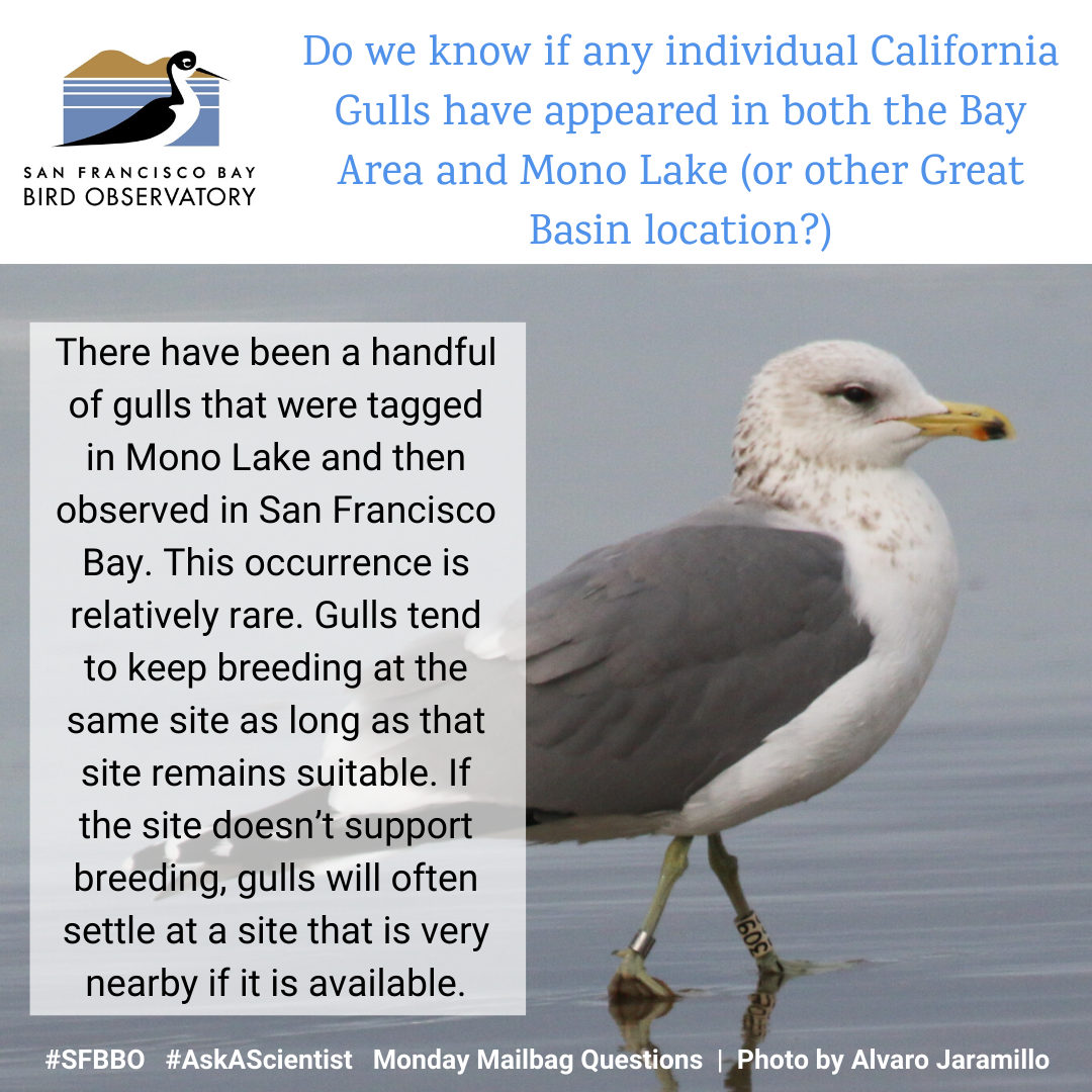 Do we know if any individual California Gulls have appeared in both the Bay Area and Mono Lake (or other Great Basin location)? There have been a handful of gulls that were tagged in Mono Lake and then observed in San Francisco Bay. This occurrence is relatively rare. Gulls tend to keep breeding at the same site as long as that site remains suitable. If the site doesn’t support breeding, gulls will often settle at a site that is very nearby if it is available.