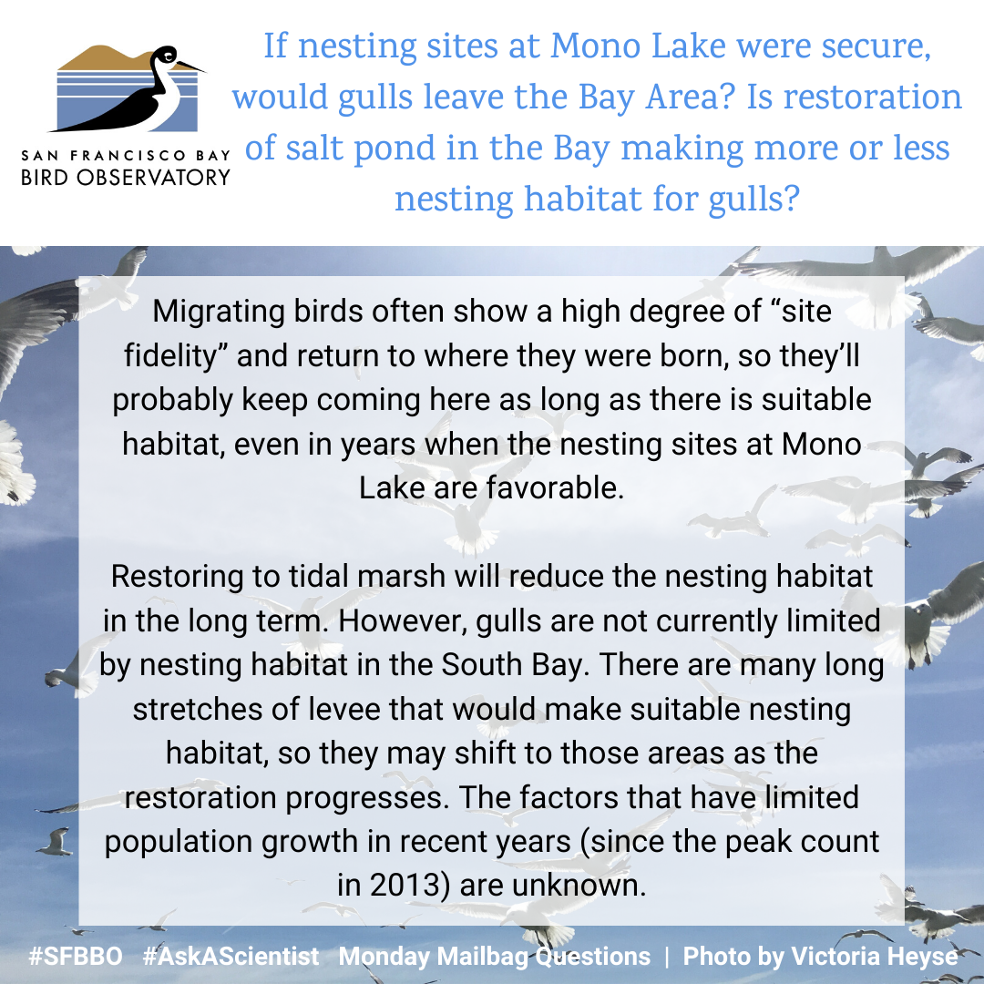 If the nesting sites at Mono Lake were secure, would gulls leave the Bay Area? Is restoration of salt pond in the Bay making more or less nesting habitat for gulls? Oftentimes migrating birds show a high degree of “site fidelity” and return to where they were born, so they’ll probably keep coming here as long as there is suitable habitat, even in year when the nesting sites at Mono Lake are favorable. Restoring to tidal marsh will reduce the nesting habitat in the long term. However, gulls are not currently limited by nesting habitat in the South Bay. There are many long stretches of levee that would make suitable nesting habitat, so they may shift to those areas as the restoration progresses. The factors that have limited population growth in recent years (since the peak count in 2013) are unknown.