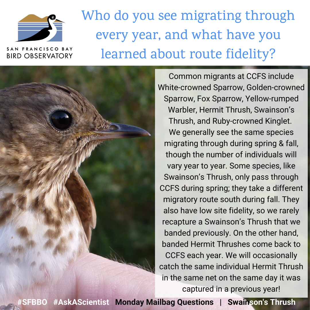 Who do you see migrating through year after year, and what have you learned about route fidelity? Common migrants at CCFS include White-crowned Sparrow, Golden-crowned Sparrow, Fox Sparrow, Yellow-rumped Warbler, Western Flycatcher, Hermit Thrush, Swainson’s Thrush, and Ruby-crowned Kinglet. We generally see the same species migrating through during spring and fall, though the number of individuals that pass through will vary from year to year. Some species, like the Swainson’s Thrush, only pass through CCFS during spring; they take a different migratory route south during fall. In addition, they have low site fidelity, so it’s rare for us to recapture a Swainson’s Thrush that we banded in a previous year. On the other hand, banded Hermit Thrushes come back to CCFS year after year. We will occasionally catch the same individual Hermit Thrush in the same net on the same day it was captured in a previous year!