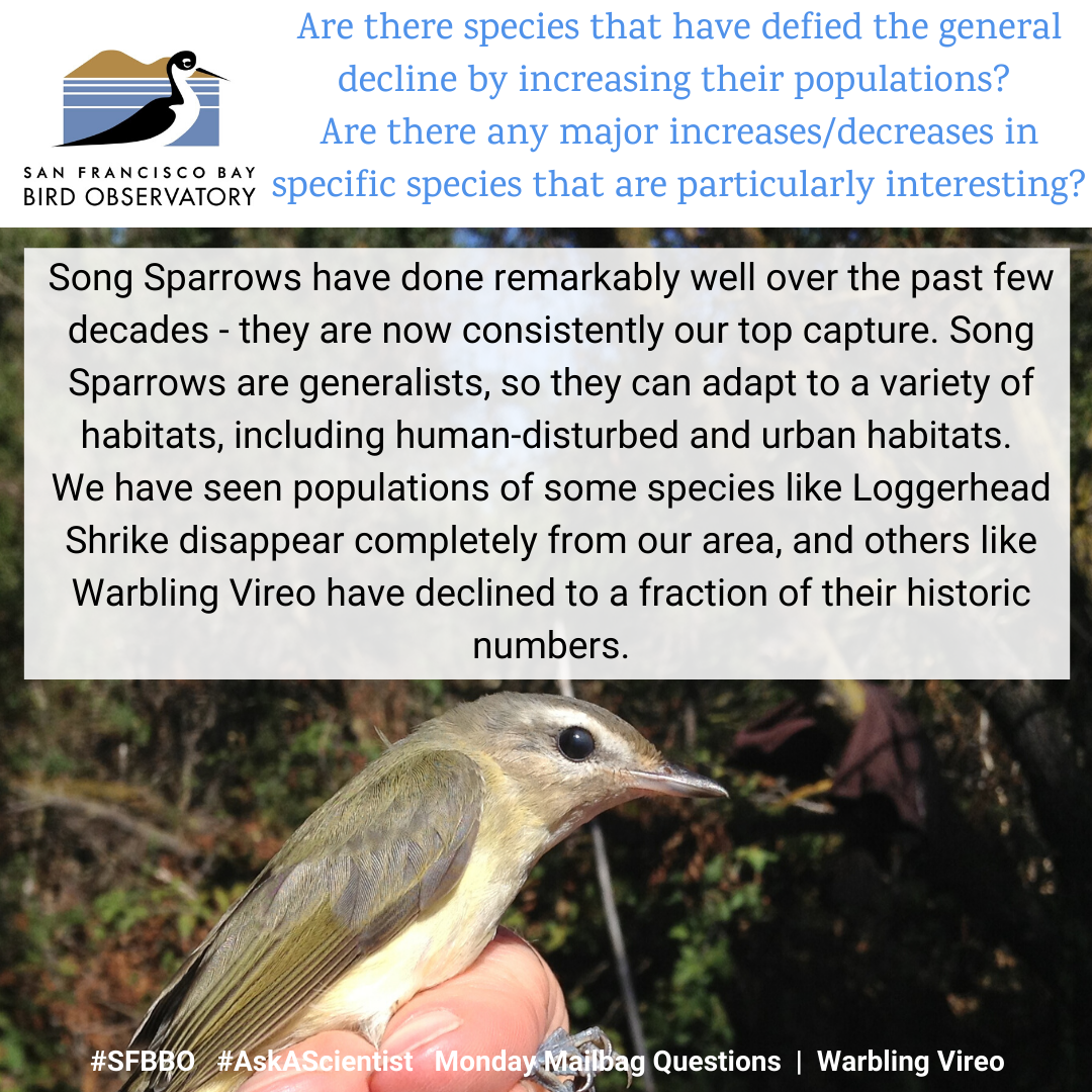 Are there species that have defied the general decline by increasing their populations? Are there any major increases/decreases in specific species that are particularly interesting? Song Sparrows have done remarkably well over the past few decades - they are now consistently our top capture. Song Sparrows are generalists, so they can adapt to a variety of habitats, including human-disturbed and urban habitats. We have seen populations of some species like Loggerhead Shrike disappear completely from our area, and others like Warbling Vireo have declined to a fraction of their historic numbers.