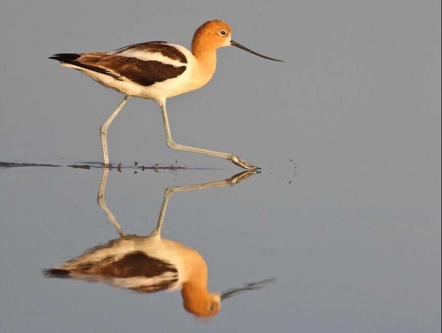 Pacific Flyway Shorebird Survey Research