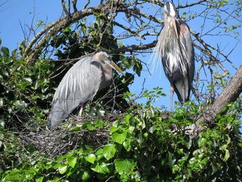 Colonial Waterbird Nest Monitoring Research