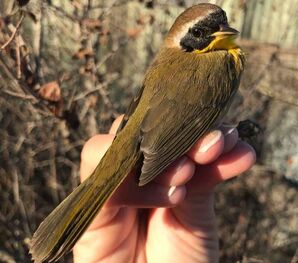 Coyote Creek Field Station Bird Banding Research