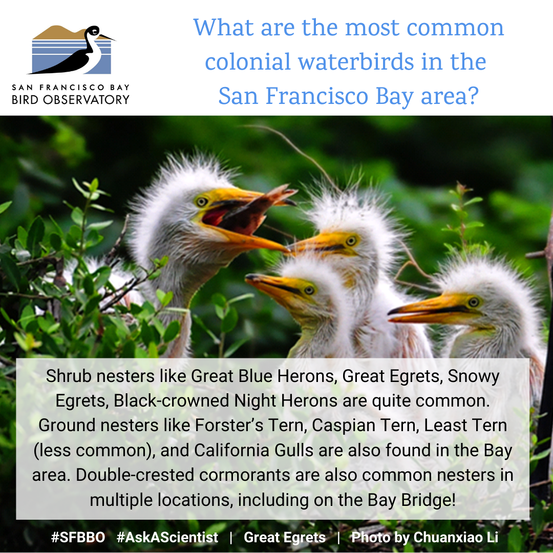 What are the most common colonial waterbirds in the San Francisco Bay area? Shrub nesters like Great Blue Herons, Great Egrets, Snowy Egrets, Black-crowned Night Herons are quite common. Ground nesters like Forster’s Tern, Caspian Tern, Least Tern (less common), and California Gulls are also found in the Bay area. Double-crested cormorants are also common nesters in multiple locations, including on the Bay Bridge!