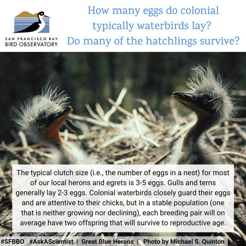 How many eggs do colonial waterbirds typically lay? Do many of the hatchlings survive? The typical clutch size (i.e., the number of eggs in a nest) for most of our local herons and egrets is 3-5 eggs. Gulls and terns generally lay 2-3 eggs. Colonial waterbirds closely guard their eggs and are attentive to their chicks, but in a stable population (one that is neither growing nor declining), each breeding pair will on average have two offspring that will survive to reproductive age.