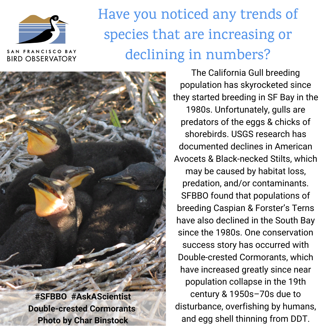 Have you noticed any trends of species that are increasing or declining in numbers? The California Gull breeding population has skyrocketed since they started breeding in SF Bay in the 1980s. Unfortunately, gulls are predators of the eggs & chicks of shorebirds. USGS research has documented declines in American Avocets & Black-necked Stilts, which may be caused by habitat loss, predation, and/or contaminants. SFBBO found that populations of breeding Caspian & Forster’s Terns have also declined in the South Bay since the 1980s. One conservation success story has occurred with Double-crested Cormorants, which have increased greatly since near population collapse in the 19th century & 1950s–70s due to disturbance, overfishing by humans, and egg shell thinning from DDT.