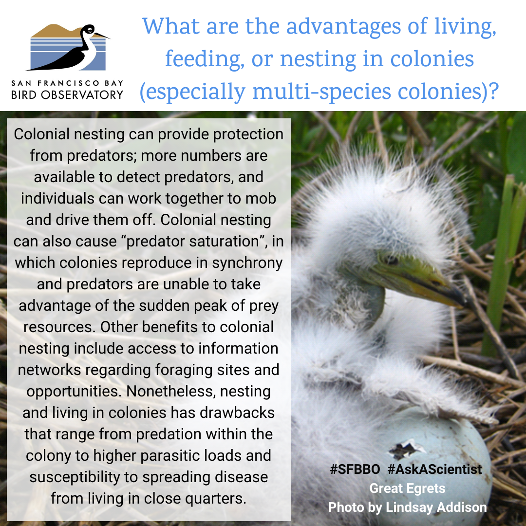 What are the advantages of living, feeding, or nesting in colonies (especially multi-species colonies)? Colonial nesting can provide protection from predators; more numbers are available to detect predators, and individuals can work together to mob and drive them off. Colonial nesting can also cause “predator saturation”, in which colonies reproduce in synchrony and predators are unable to take advantage of the sudden peak of prey resources. Other benefits to colonial nesting include access to information networks regarding foraging sites and opportunities. Nonetheless, nesting and living in colonies has drawbacks that range from predation within the colony to higher parasitic loads and susceptibility to spreading disease from living in close quarters.