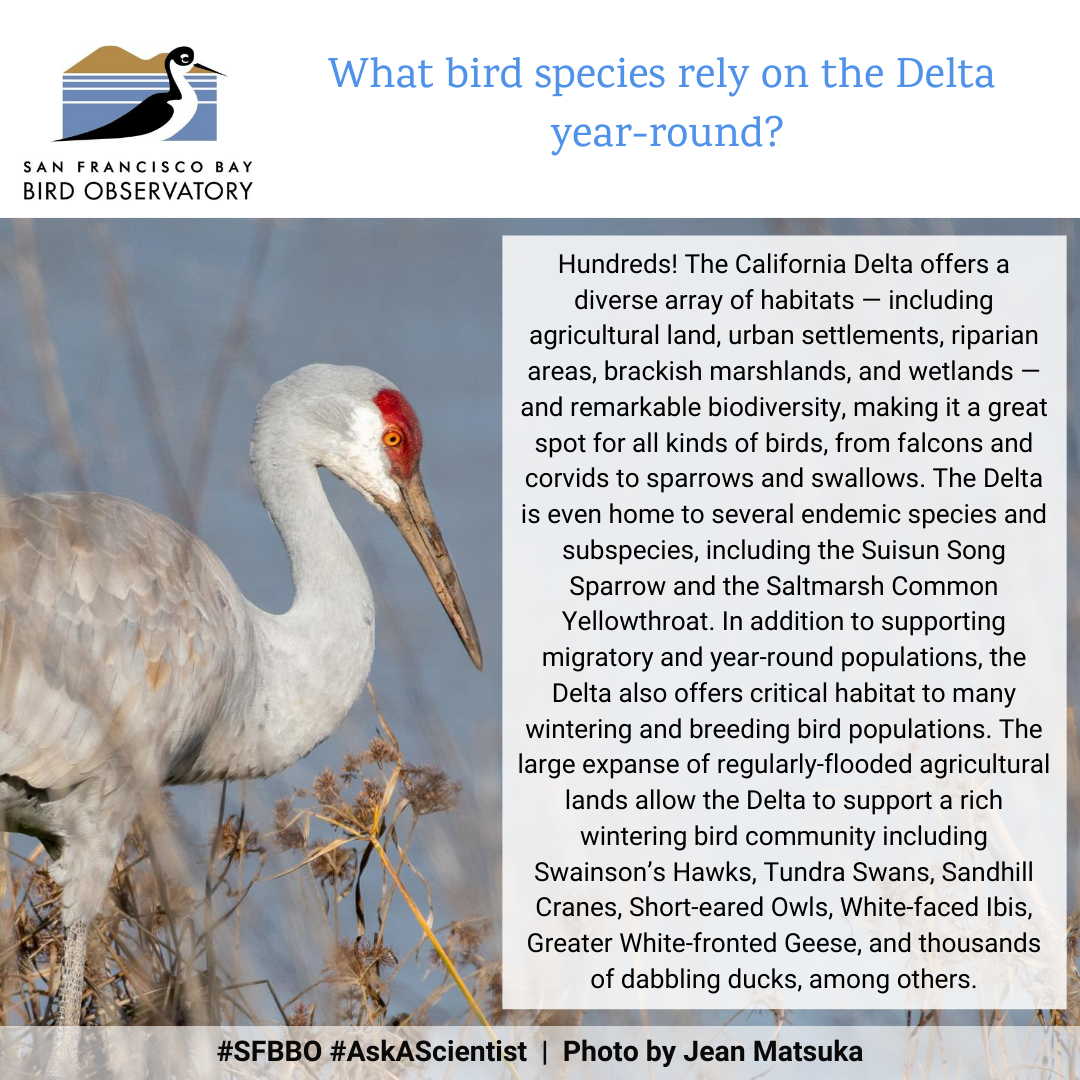 What bird species rely on the Delta year-round? Hundreds! The California Delta offers a diverse array of habitats -- including agricultural land, urban settlements, riparian areas, brackish marshlands, and wetlands -- and remarkable biodiversity, making it a great spot for all kinds of birds, from falcons and corvids to sparrows and swallows. The Delta is even home to several endemic species and subspecies, including the Suisun Song Sparrow and the Saltmarsh Common Yellowthroat. In addition to supporting migratory and year-round populations, the Delta also offers critical habitat to many wintering and breeding bird populations. The large expanse of regularly-flooded agricultural lands allow the Delta to support a rich wintering bird community including Swainson’s Hawks, Tundra Swans, Sandhill Cranes, Short-eared Owls, White-faced Ibis, Greater White-fronted Geese, and thousands of dabbling ducks, among others.