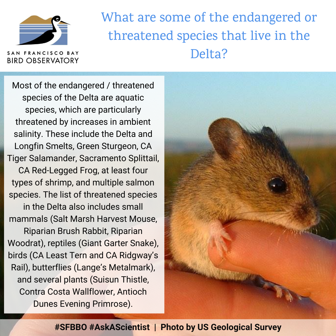 What are some of the endangered or threatened species that live in the Delta? Most of the endangered / threatened species of the Delta are aquatic species, which are particularly threatened by increases in ambient salinity. These include the Delta and Longfin Smelts, Green Sturgeon, CA Tiger Salamander, Sacramento Splittail, CA Red-Legged Frog, at least four types of shrimp, and multiple salmon species. The list of threatened species in the Delta also includes small mammals (Salt Marsh Harvest Mouse, Riparian Brush Rabbit, Riparian Woodrat), reptiles (Giant Garter Snake), birds (CA Least Tern and CA Ridgway’s Rail), butterflies (Lange’s Metalmark), and several plants (Suisun Thistle, Contra Costa Wallflower, Antioch Dunes Evening Primrose).