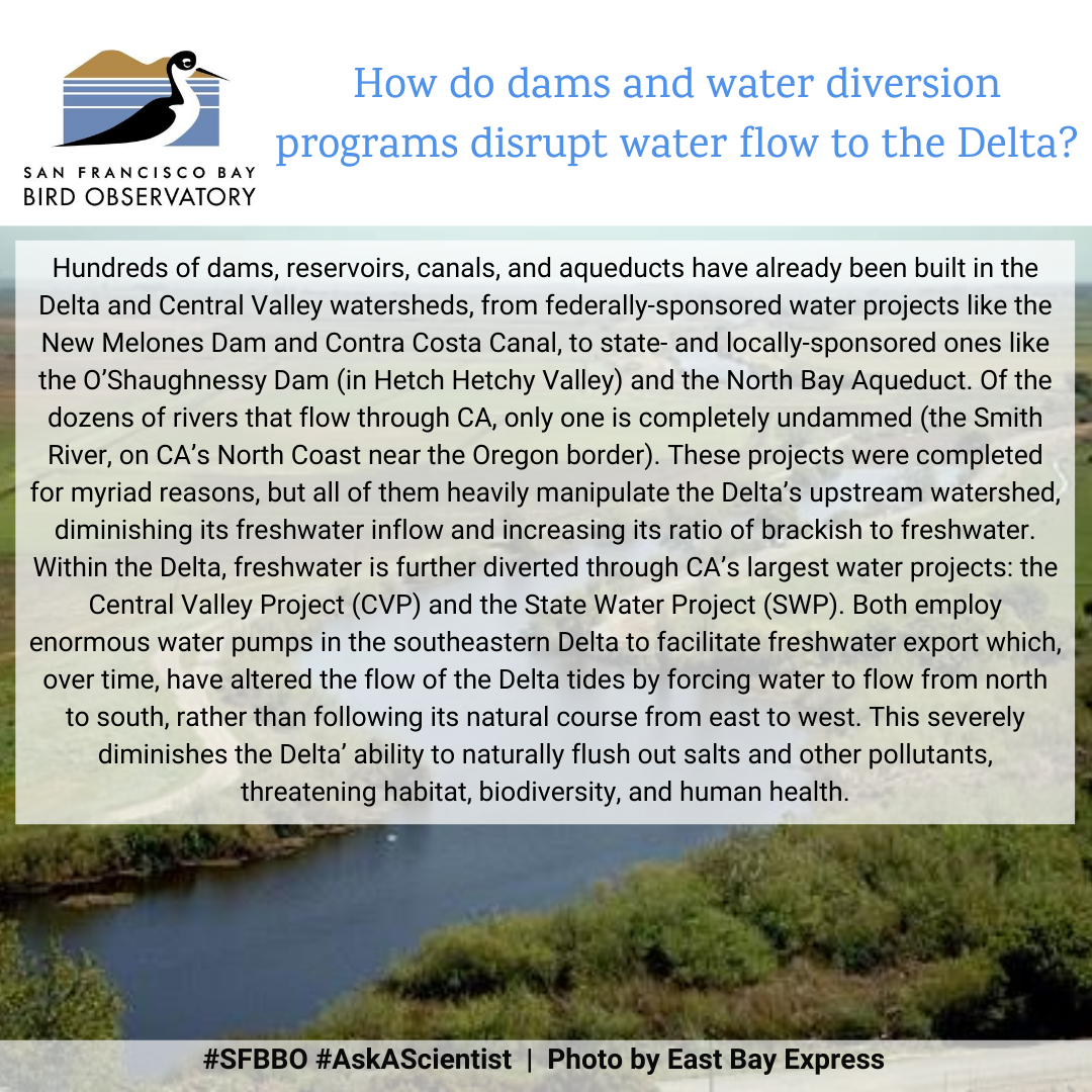 How do dams and water diversion programs disrupt water flow to the Delta? Hundreds of dams, reservoirs, canals, and aqueducts have already been built in the Delta and Central Valley watersheds, from federally-sponsored water projects like the New Melones Dam and Contra Costa Canal, to state- and locally-sponsored ones like the O’Shaughnessy Dam (in Hetch Hetchy Valley) and the North Bay Aqueduct. Of the dozens of rivers that flow through CA, only one is completely undammed (the Smith River, on CA’s North Coast near the Oregon border). These projects were completed for myriad reasons, but all of them heavily manipulate the Delta’s upstream watershed, diminishing its freshwater inflow and increasing its ratio of brackish to freshwater. Within the Delta, freshwater is further diverted through CA’s largest water projects: the Central Valley Project (CVP) and the State Water Project (SWP). Both employ enormous water pumps in the southeastern Delta to facilitate freshwater export which, over time, have altered the flow of the Delta tides by forcing water to flow from north to south, rather than following its natural course from east to west. This severely diminishes the Delta’ ability to naturally flush out salts and other pollutants, threatening habitat, biodiversity, and human health.