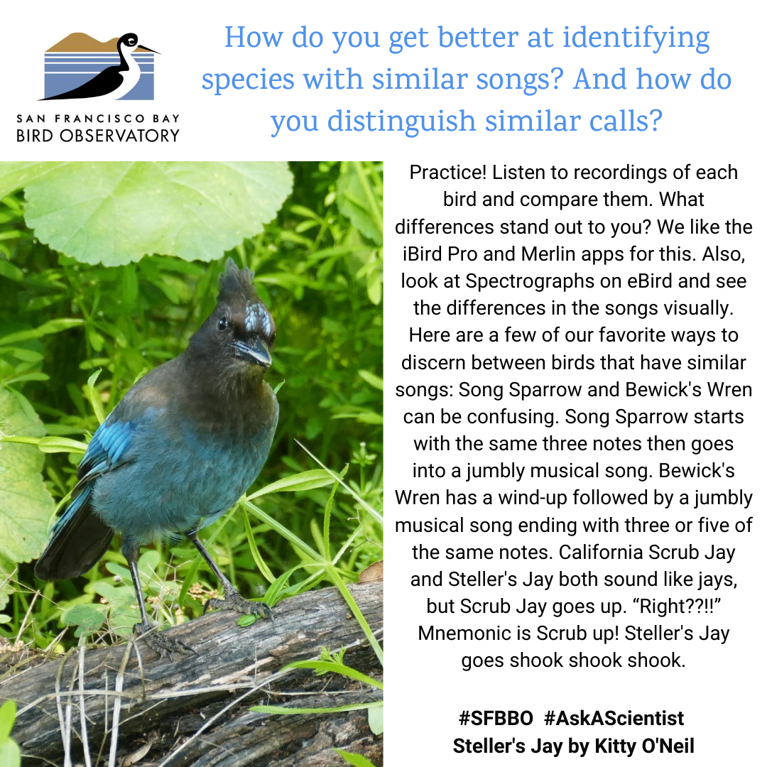 How do you get better at identifying species with similar songs? And how do you distinguish similar calls? Practice! Listen to recordings of each bird and compare them. What differences stand out to you? We like the iBird Pro and Merlin apps for this. Also, look at Spectrographs on eBird and see the differences in the songs visually. Here are a few of our favorite ways to discern between birds that have similar songs: Song Sparrow and Bewick's Wren can be confusing. Song Sparrow starts with the same three notes then goes into a jumbly musical song. Bewick's Wren has a wind-up followed by a jumbly musical song ending with three or five of the same notes. California Scrub Jay and Steller's Jay both sound like jays, but Scrub Jay goes up. “Right??!!” Mnemonic is Scrub up! Steller's Jay goes shook shook shook.