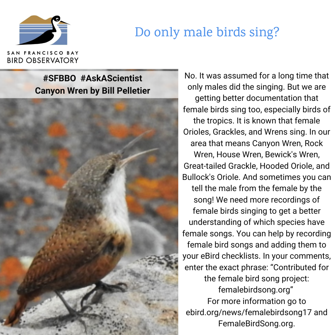 Do only male birds sing? No. It was assumed for a long time that only males did the singing. But we are getting better documentation that female birds sing too, especially birds of the tropics. It is known that female Orioles, Grackles, and Wrens sing. In our area that means Canyon Wren, Rock Wren, House Wren, Bewick's Wren, Great-tailed Grackle, Hooded Oriole, and Bullock's Oriole. And sometimes you can tell the male from the female by the song! We need more recordings of female birds singing to get a better understanding of which species have female songs. You can help by recording female bird songs and adding them to your eBird checklists. In your comments, enter the exact phrase: “Contributed for the female bird song project: femalebirdsong.org” For more information go to ebird.org/news/femalebirdsong17 and FemaleBirdSong.org.