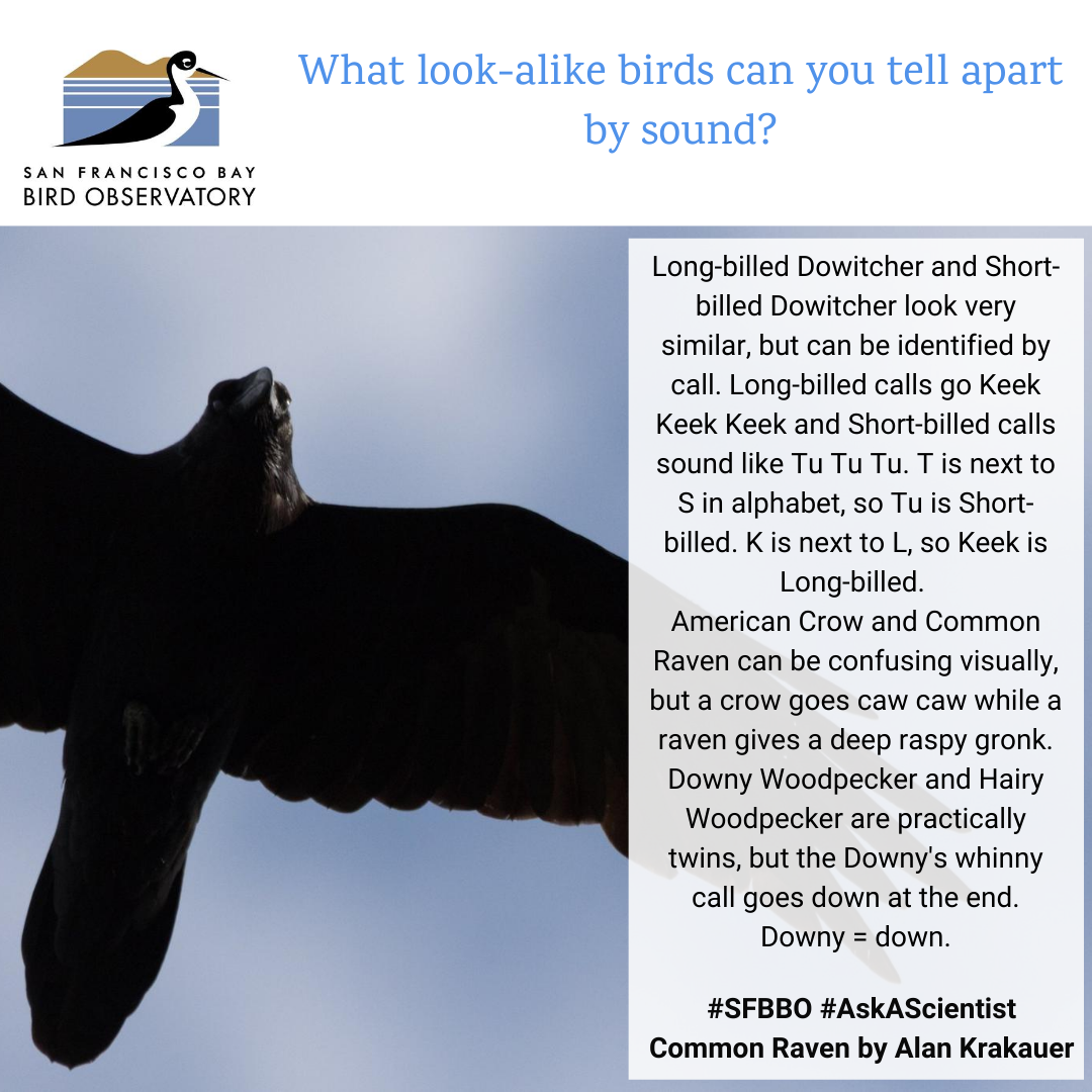 What look-alike birds can you tell apart by sound? Long-billed Dowitcher and Short-billed Dowitcher look very similar, but can be identified by call. Long-billed calls go Keek Keek Keek and Short-billed calls sound like Tu Tu Tu. T is next to S in alphabet, so Tu is Short-billed. K is next to L, so Keek is Long-billed. American Crow and Common Raven can be confusing visually, but a crow goes caw caw while a raven gives a deep raspy gronk. Downy Woodpecker and Hairy Woodpecker are practically twins, but the Downy's whinny call goes down at the end. Downy = down.