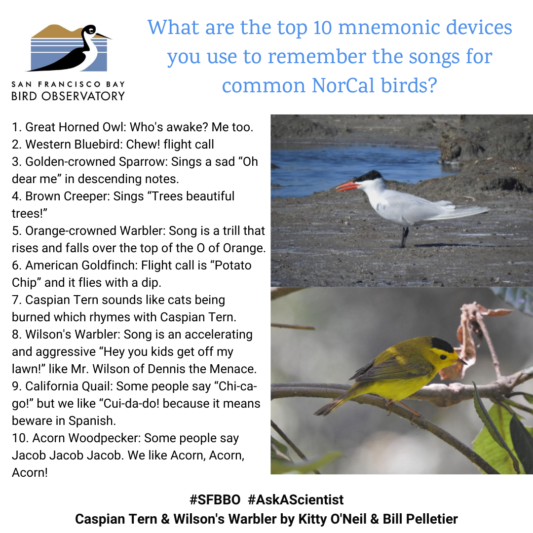 What are the top 10 mnemonic devices you use to remember the songs for common NorCal birds? 1. Great Horned Owl: Who's awake? Me too. 2. Western Bluebird: Chew! flight call 3. Golden-crowned Sparrow: Sings a sad “Oh dear me” in descending notes. 4. Brown Creeper: Sings “Trees beautiful trees!” 5. Orange-crowned Warbler: Song is a trill that rises and falls over the top of the O of Orange. 6. American Goldfinch: Flight call is “Potato Chip” and it flies with a dip. 7. Caspian Tern sounds like cats being burned which rhymes with Caspian Tern. 8. Wilson's Warbler: Song is an accelerating and aggressive “Hey you kids get off my lawn!” like Mr. Wilson of Dennis the Menace. 9. California Quail: Some people say “Chi-ca-go!” but we like “Cui-da-do! because it means beware in Spanish. 10. Acorn Woodpecker: Some people say Jacob Jacob Jacob. We like Acorn, Acorn, Acorn!