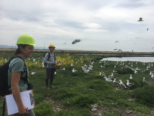 Picture Field Study